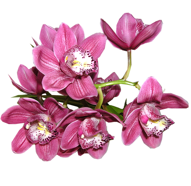 umělá orchidej
